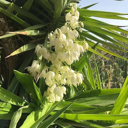 Casa Panama,in Der Mimosa דירה טגיסי