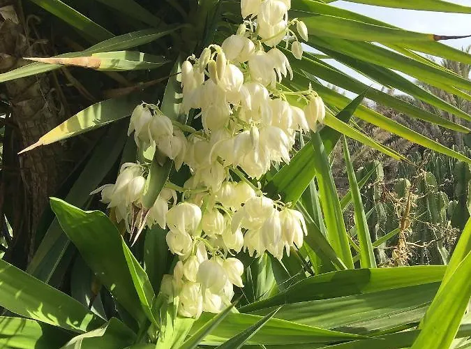 Casa Panama,in Der Mimosa アパート テギセ